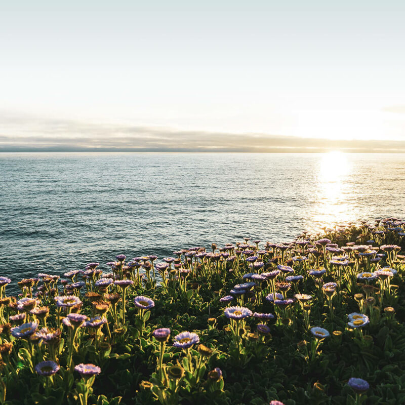 Sea Garden